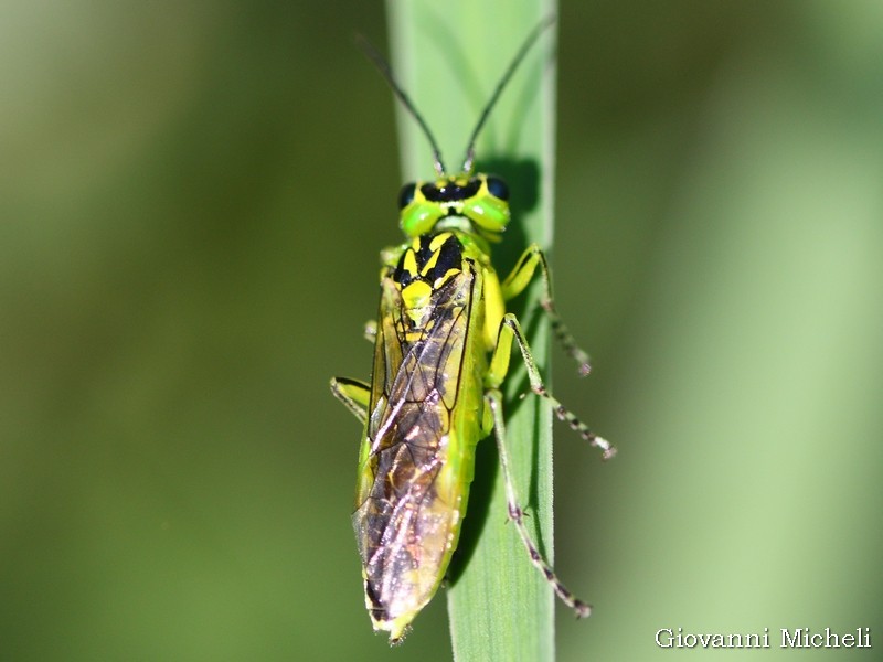 Rhogogaster viridis